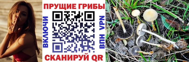где можно купить наркотик  Хабаровск  Псилоцибиновые грибы Magic Shrooms 
